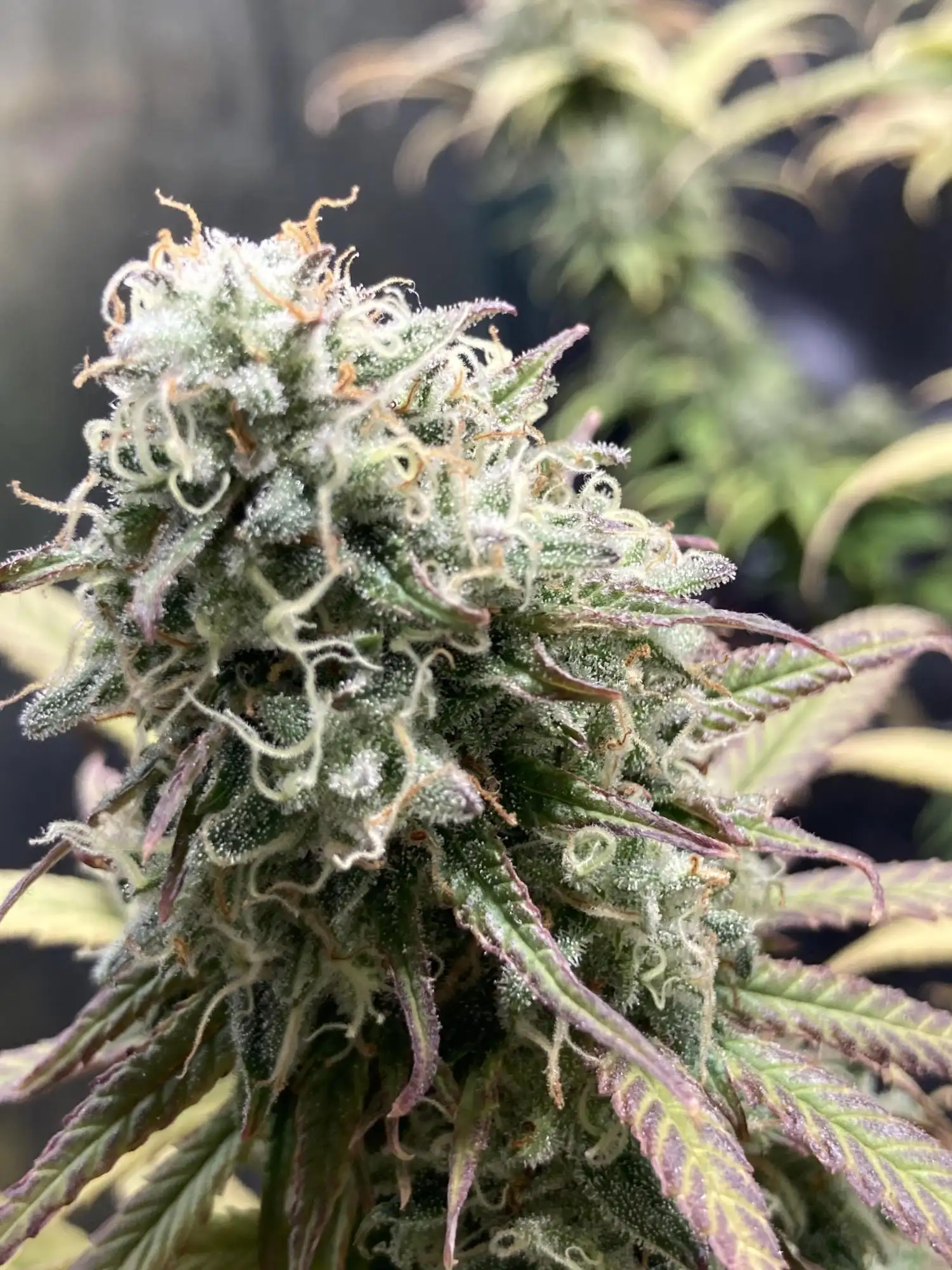 Crazy Hills : product reviews - GrowDiaries