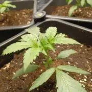 💜Velvet Lushers Living SOIL ♻️