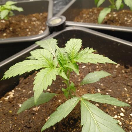 💜Velvet Lushers Living SOIL ♻️