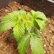 PInk Rozay Living Soil 💥💚