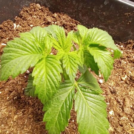 PInk Rozay Living Soil 💥💚