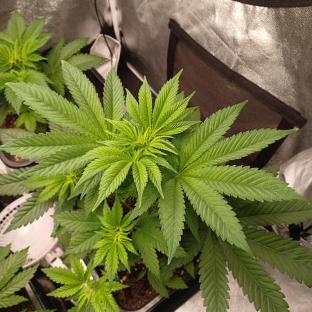 Trop Cherry  2 in Living Soil 💜