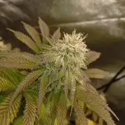 Blackwater in Living Soil 💯