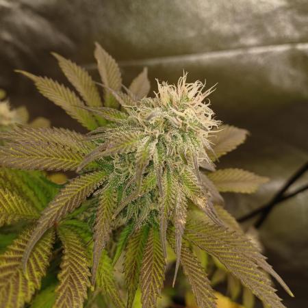 Blackwater in Living Soil 💯