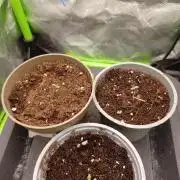 💜Velvet Lushers Living SOIL ♻️