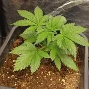 Blackwater in Living Soil 💯