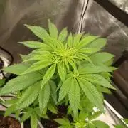 PInk Rozay Living Soil 💥💚