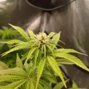 Trop Cherry  2 in Living Soil 💜