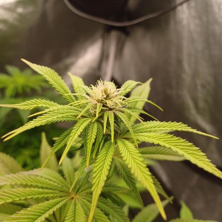 Trop Cherry  2 in Living Soil 💜