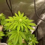 PInk Rozay Living Soil 💥💚