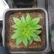 PInk Rozay Living Soil 💥💚