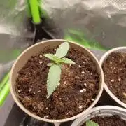 💜Velvet Lushers Living SOIL ♻️