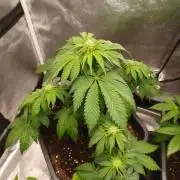 Blackwater in Living Soil 💯