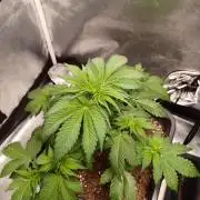 Blackwater in Living Soil 💯