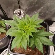 PInk Rozay Living Soil 💥💚