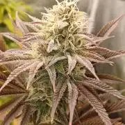 Trop Cherry  2 in Living Soil 💜