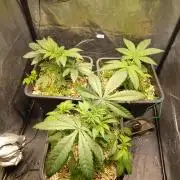 💜Velvet Lushers Living SOIL ♻️