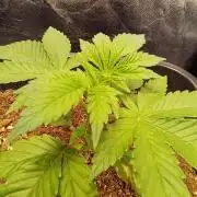 Trop Cherry  2 in Living Soil 💜