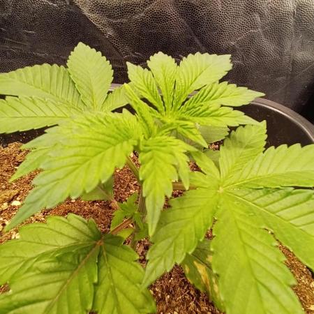 Trop Cherry  2 in Living Soil 💜