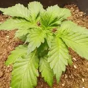 Blackwater in Living Soil 💯