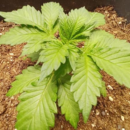 Blackwater in Living Soil 💯