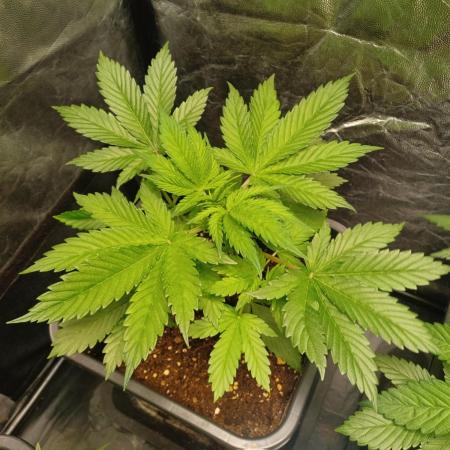 Blackwater in Living Soil 💯