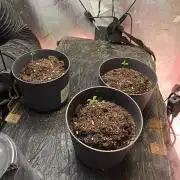 Bonsai try