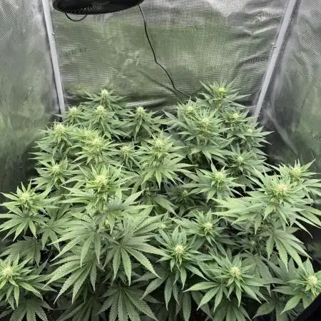 Runtz Muffin Barneys Farm 2025 Summer