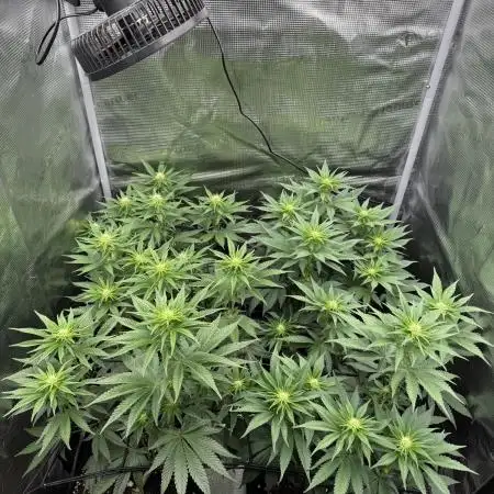 Runtz Muffin Barneys Farm 2025 Summer