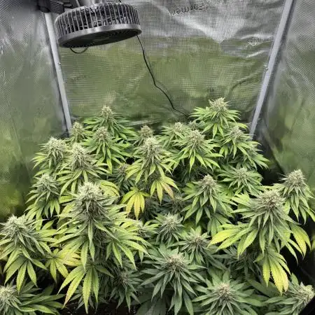 Runtz Muffin Barneys Farm 2025 Summer