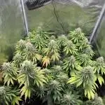 Runtz Muffin Barneys Farm 2025 Summer