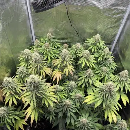 Runtz Muffin Barneys Farm 2025 Summer