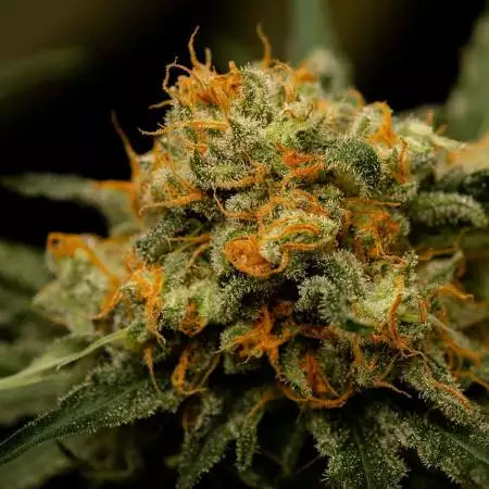 Channel+ by MedicalSeedS