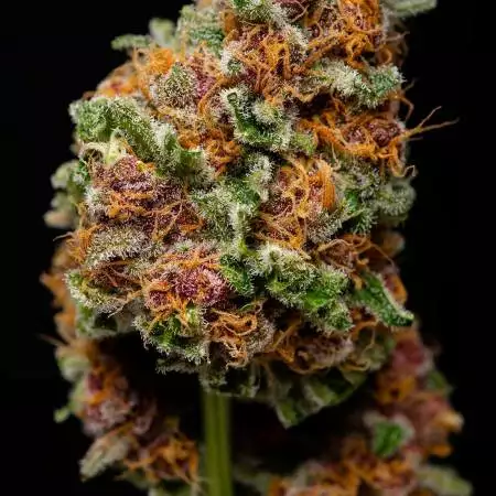 Mendocino Purple Kush by MedicalSeedS