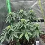 Do Si Dos Automatic Dutch Headshop