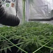 Limited seeds from Mary Jane 2026