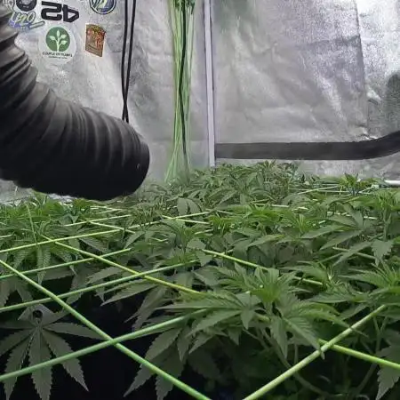 Limited seeds from Mary Jane 2026