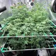 Limited seeds from Mary Jane 2026