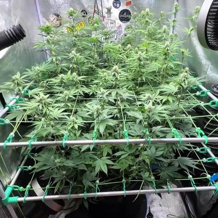 Limited seeds from Mary Jane 2026