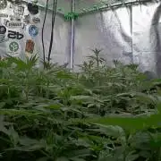Limited seeds from Mary Jane 2026