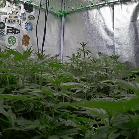 Limited seeds from Mary Jane 2026