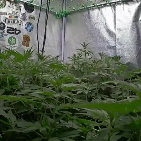 Limited seeds from Mary Jane 2026