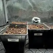 Grounded Genetics