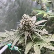Blue Beluga | Lemon Fever | Fruit Bomb