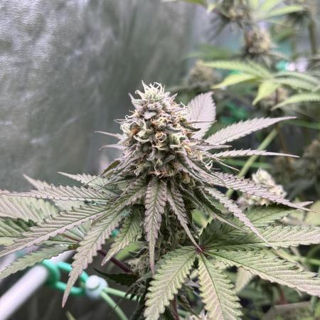 Blue Beluga | Lemon Fever | Fruit Bomb