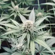 Limited seeds from Mary Jane 2026