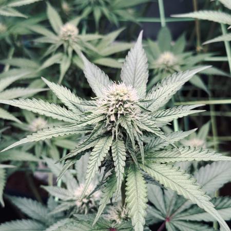 Limited seeds from Mary Jane 2026