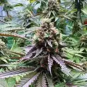 Blue Beluga | Lemon Fever | Fruit Bomb