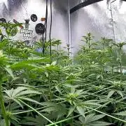 Limited seeds from Mary Jane 2026