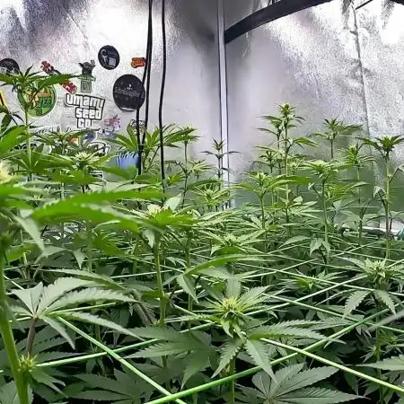 Limited seeds from Mary Jane 2026
